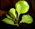 lettuce potted