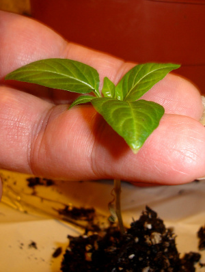 lift seedling by the leaves