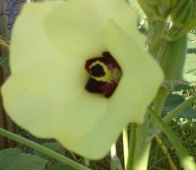 okra bloom