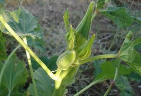 growing okra