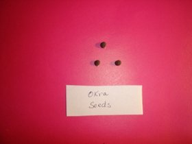 okra seeds