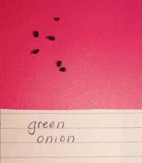 onion seeds