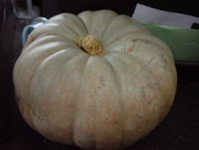 white pumpkin winter squash