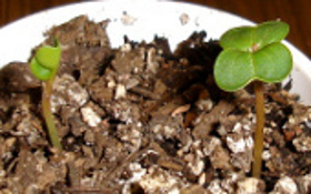  radish seedling