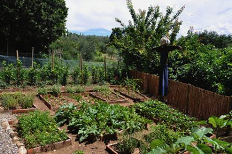 raised bed garden in Italy