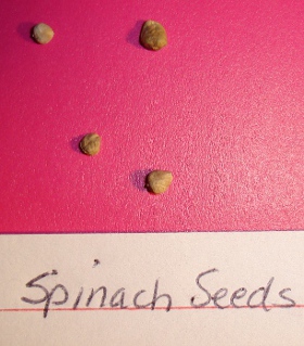 spinach seeds