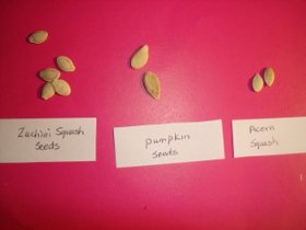 squash seeds