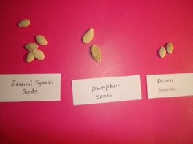 squash seeds