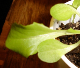 simpson lettuce true leaf