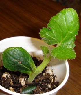 zuchinni with true leaf