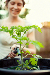 watering tomato plant