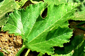 zuchinni leaves