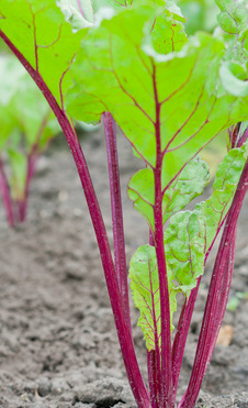 Young beet plant